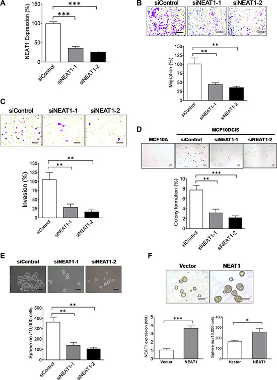 NEAT1 is an oncogenic factor required for invasiveness, anchorage-independent growth and stemness of MCF10DCIS tumor cells.