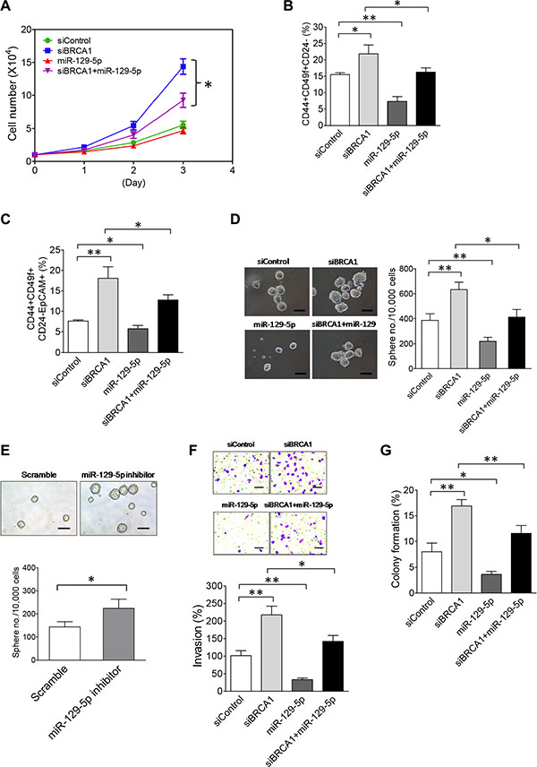 The NEAT1/miR-129-5p axis mediates the effect of BRCA1 deficiency to enhance malignancies and stemness of breast tumor cells.