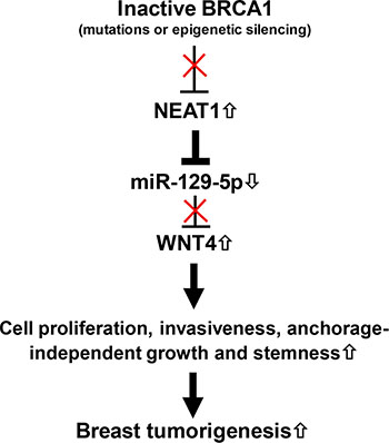 The model for the role of the BRCA1/NEAT1/miR-129-5p/WNT4 signaling axis in BRCA1-deficiency-driven breast tumorigenesis.