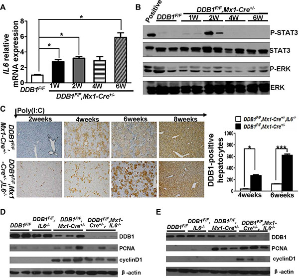 Deletion of IL6 delayed liver regeneration in DDB1F/F,Mx1-Cre+/&#x2212; mouse after poly(I:C) injection.