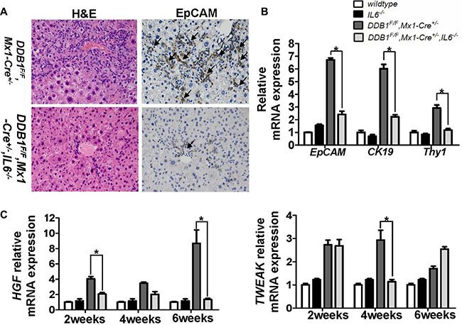 IL6 promotes oval cell proliferation by elevating the expression of HGF and TWEAK.