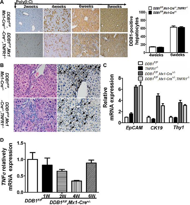 TNFR1 was dispensable for oval cell proliferation in DDB1F/F,Mx1-Cre+/&#x2212; mouse.