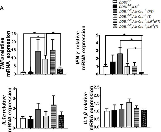 The expression of TNF&#x03B1; and IFN&#x03B3; was significantly reduced in tumor regions of DDB1F/F,Alb-Cre+/&#x2212;,IL6&#x2212;/&#x2212; mouse.