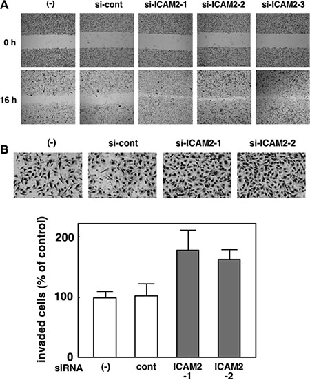 Silencing of ICAM2 by siRNA vector promotes cancer cell migration and invasion.