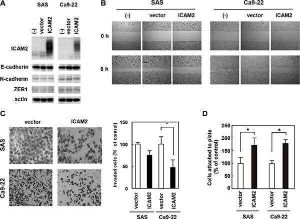 Overexpression of ICAM2 inhibits cancer cell invasion and migration, and promotes cell adhesion.