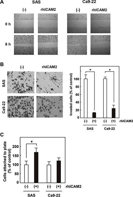 Recombinant human ICAM2 (rhICAM2) alters cancer cell migration, invasion, and adhesion.