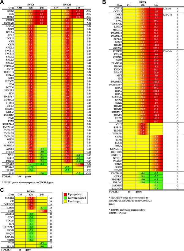 Genes differentially expressed 12- and 24 h after the transfection of human immortalized myoblasts (MB) with DUX4 or DUX4c plasmids as compared to empty vector; yellow: no differential expression (-1.5 &#x003C; FC &#x003C; 1.5); red: upregulated (FC &#x003E; 1.5); green: downregulated (FC &#x003C; -1.5).