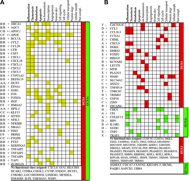 Functional classification of genes differentially expressed both in DUX4- and DUX4c- transfected human immortalized myoblasts (MB) (A) or only in DUX4- or DUX4c-transfected MB (B) at two time points (12- and 24 h) after the transfection.