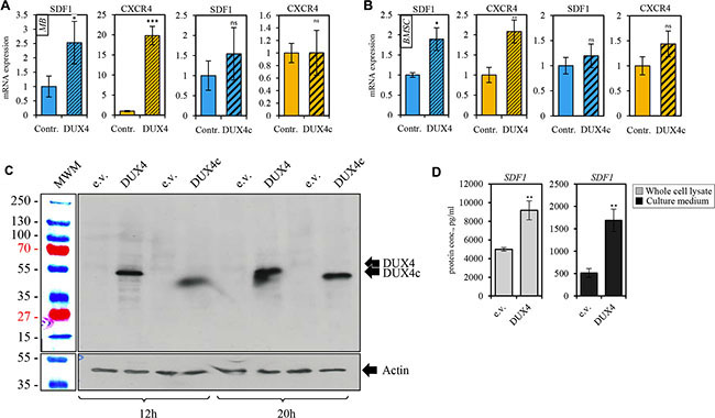 DUX4-transfected cells overexpress SDF1 and CXCR4 genes.