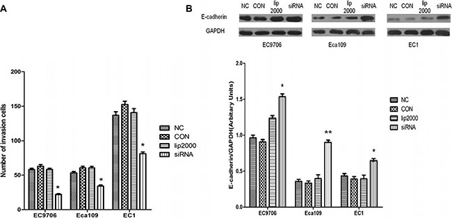 Inhibitory effects of Ets2 depletion on the invasive capacity of ESCC cells.