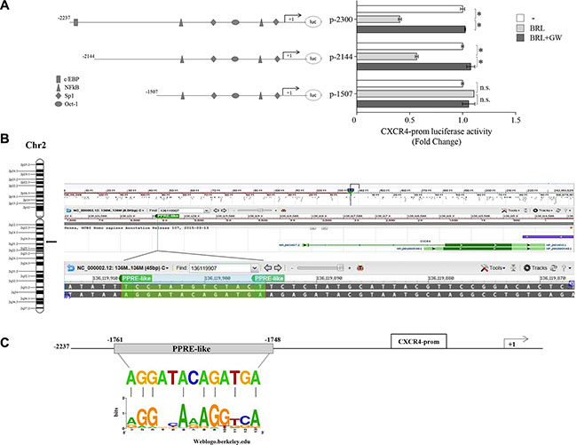PPAR&#x03B3; modulates the transcriptional activity of CXCR4 gene promoter containing a putative PPAR response element (PPRE).