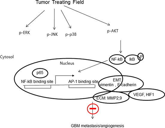 The proposed signaling pathways for TTF-inhibited invasion, migration and angiogenesis in GBM cells.