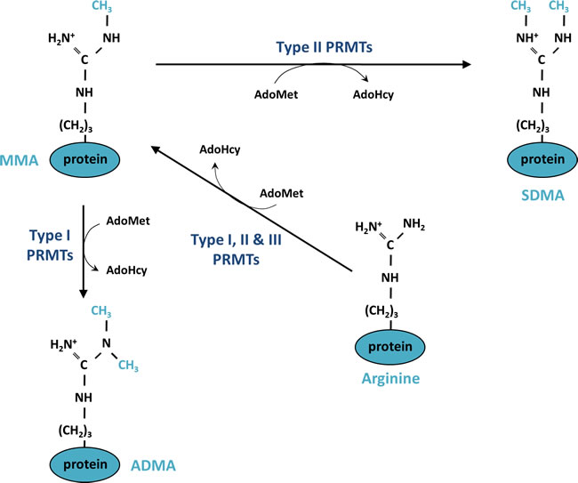 Mechanism of protein methylation on arginine residues.