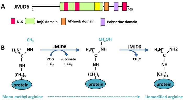 Functional domains and demethylase activity of JMJD6.