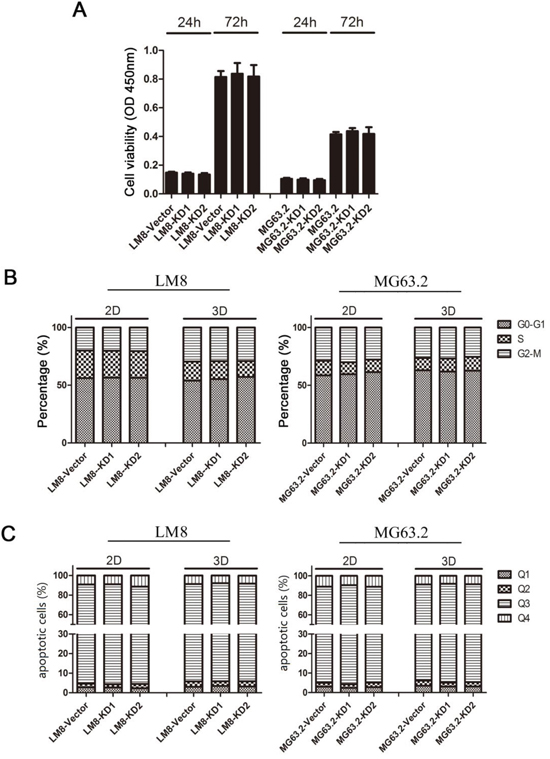 Effects of CD151 knockdown on LM8 and MG63.2 cell viability, cell cycle progression and apoptosis.