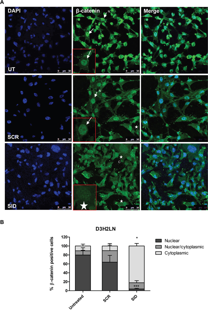 Treatment with SID decoy peptide induces translocation of nuclear &#x03B2;-catenin to the cytoplasmic compartment in TNBC cells.