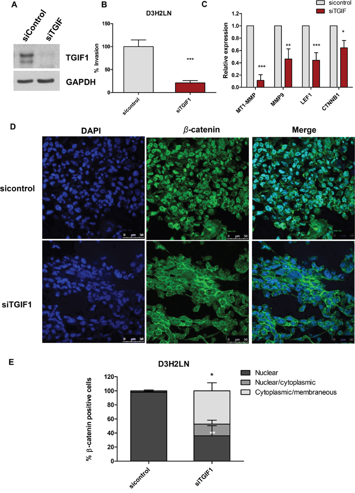 Knockdown of TGIF1 in D3H2LN cells suppresses transwell invasion and Wnt/&#x03B2;-catenin target genes.