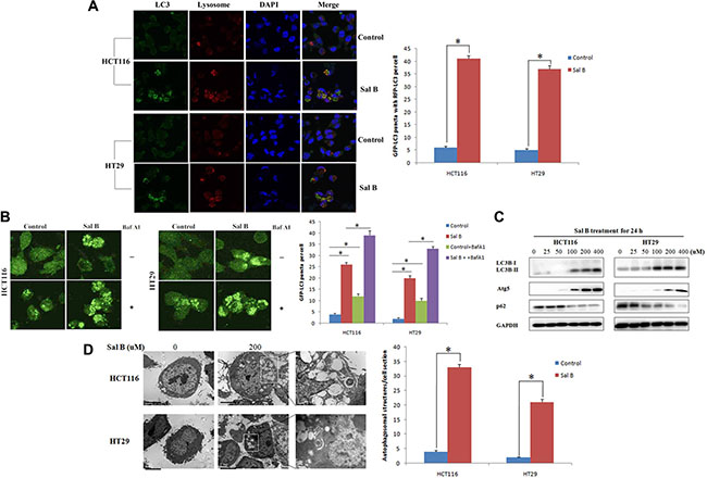Aberrant autophagosome accumulation is involved in sal B-treated cells.