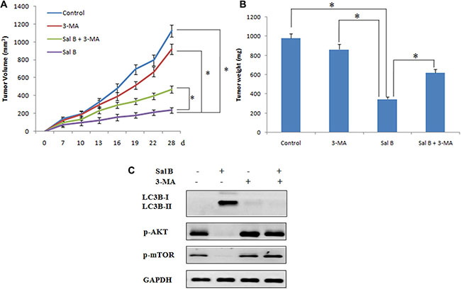 Sal B exerts autophagy induction and antitumor efficacy in HCT116 xenograft models.