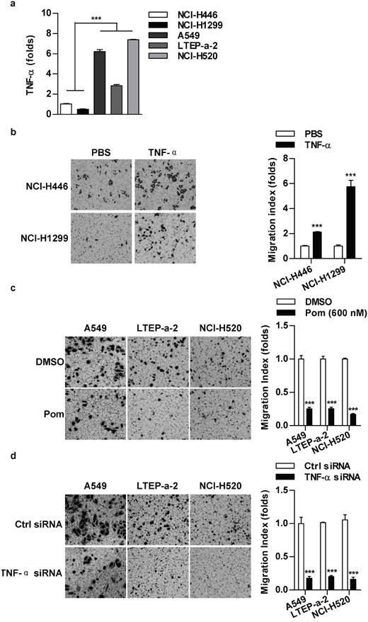 TNF-&#x03B1; level has a positive correlation with cell migration in lung cancer cells.