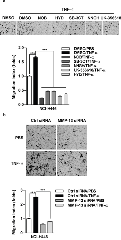 MMP-13 is involved in TNF-&#x03B1; increasing cell migration in lung cancer cells.