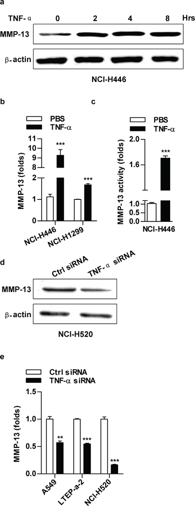 TNF-&#x03B1; increase MMP-13 expression and activity in lung cancer cells.
