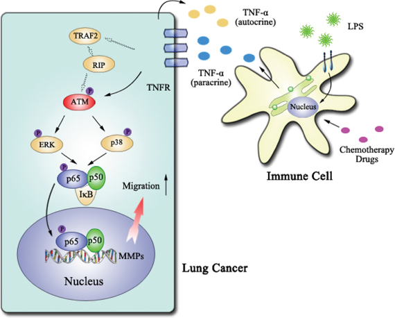 The model of ATM activation promoting lung cancer metastasis.