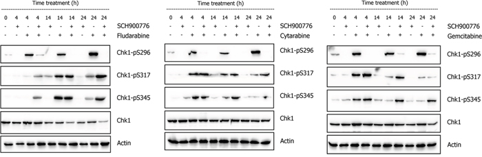 Effect of SCH900776 on Chk1 during the response of NALM-6 cell line to DNA damage.