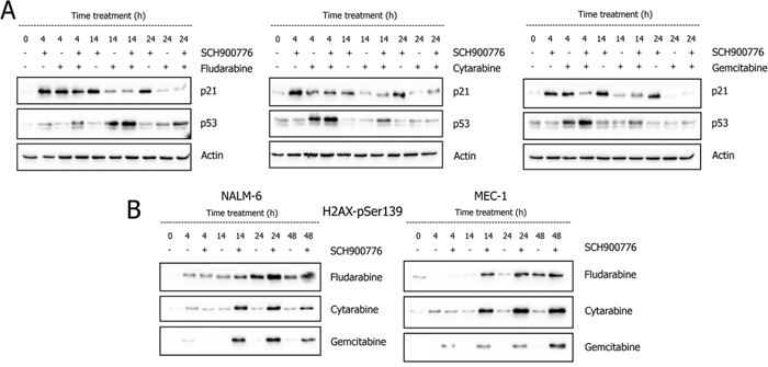 Effect of Chk1 inhibition on accumulation of p53 and p21 proteins A. and appearance of &#x03B3;-H2AX B.