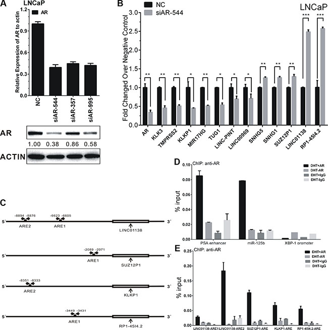 AR&#x2019;s regulation on lncRNAs&#x2019; expression in LNCaP cells.
