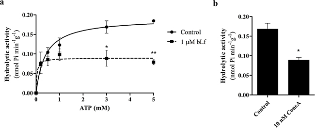 bLf inhibits V-H+-ATPase hydrolytic activity in purified rat liver lysosomes.