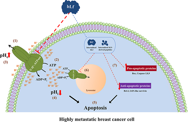 Working model for the molecular mechanism underlying the pro-apoptotic anticancer activity of bLf.