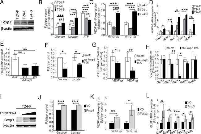 Foxp3 expression is associated with aerobic glycolysis and VEGF, glucose transporter expression.
