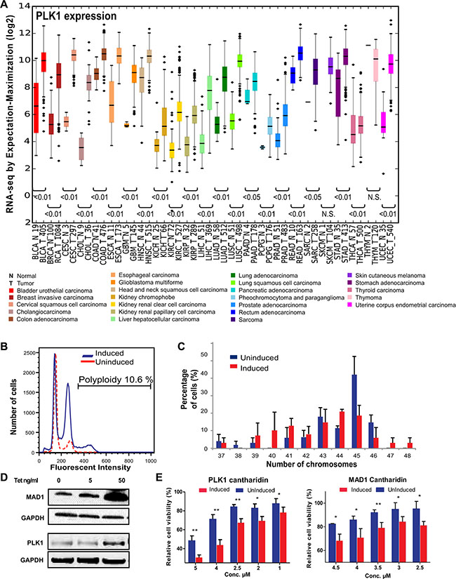 Mitotic regulators are frequently overexpressed in many tumor types, cause aneuploidy and confer sensitivity to PP2A-inhibitor mediated cell death.