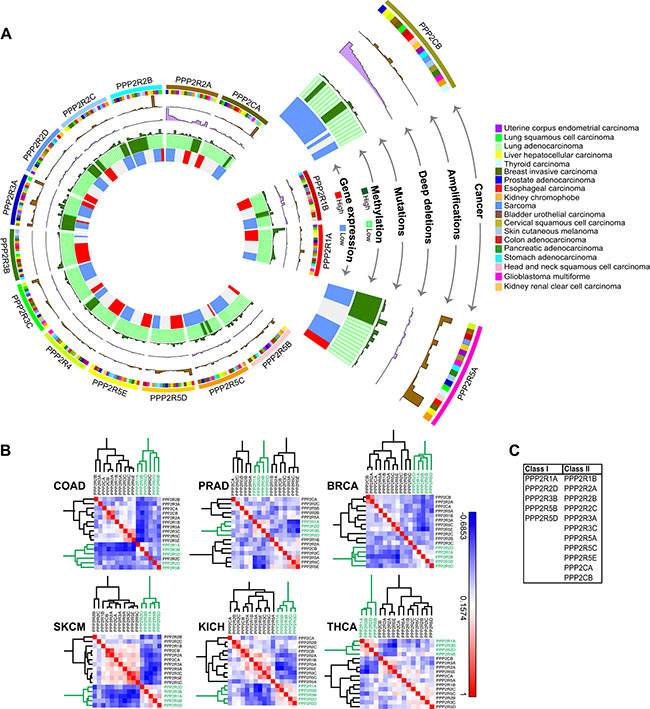 Gene expression analysis and correlation reveals two classes of PP2A subunits.