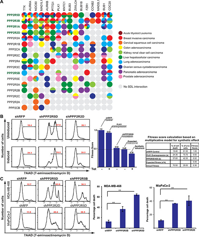 SDL interaction between PP2A subunits and mitotic components.