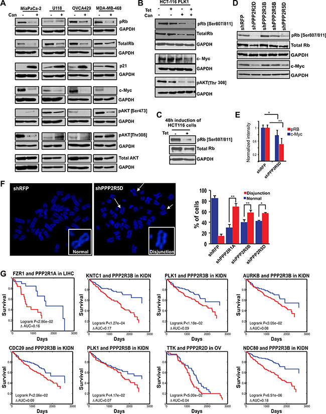 Identification of the PP2A regulatory subunit required for the survival of cancer cells and its clinical significance.