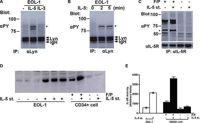 Lyn induced tyrosine phosphorylation of IL-5RA and associated with the phospho-IL-5RA in F/P-expressing cells.