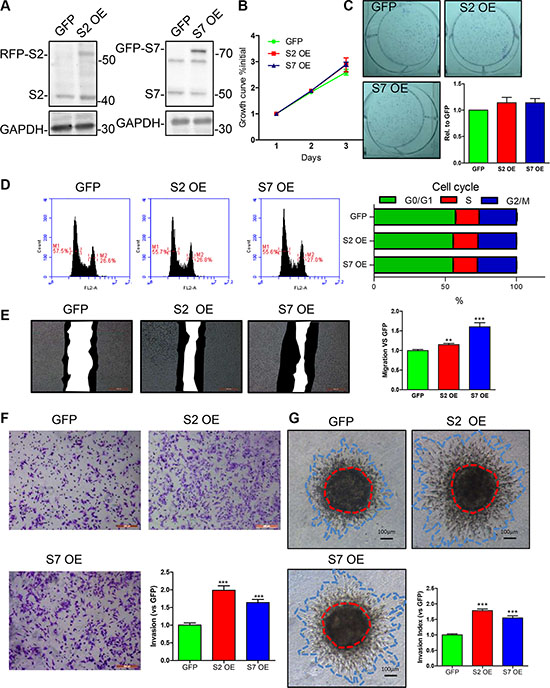 Effects of SEPT2 and SEPT7 overexpression on proliferation, cell cycle, migration and invasion in MDA-MB-231 cells.