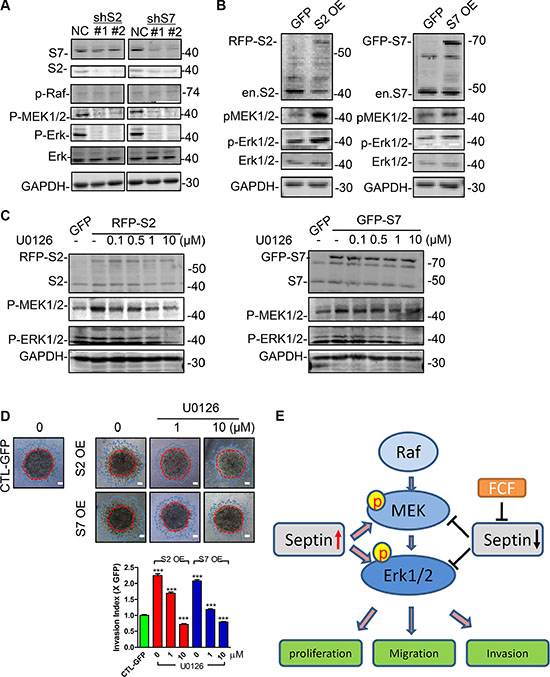 SEPT2 and SEPT7 were required for MEK/ERK activation in MDA-MB-231 cells.