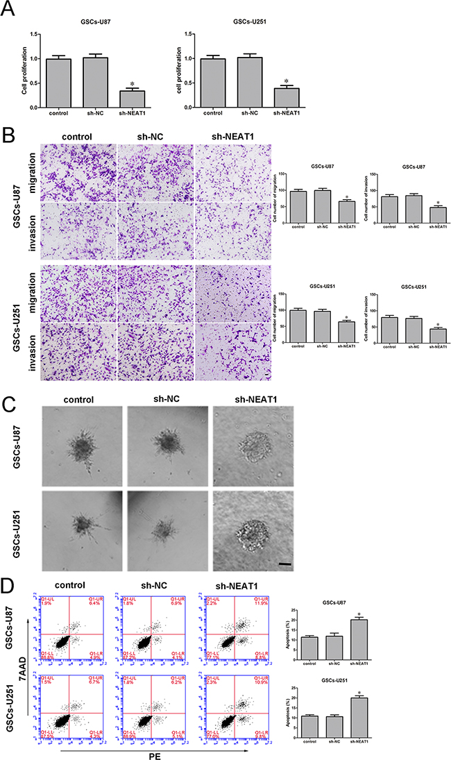 Knockdown of NEAT1 restrained cell proliferation, migration and invasion and promoted apoptosis of GSCs.