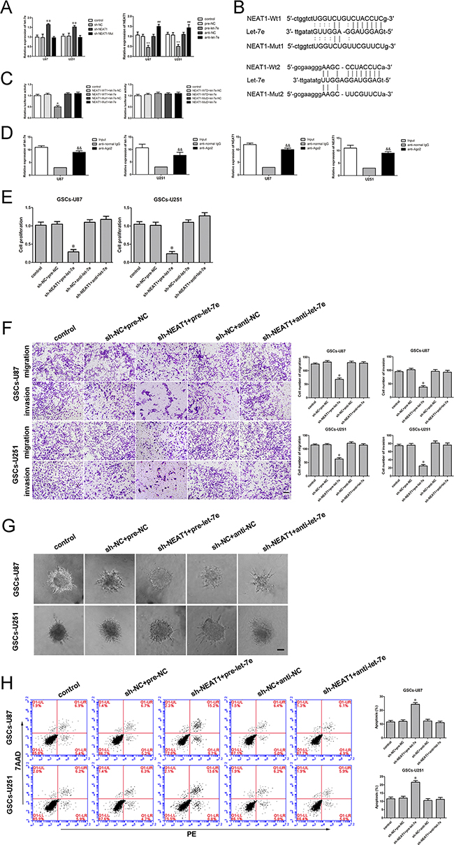 Binding and reciprocal repression between let-7e and NEAT1 determined GSC malignant behavior.
