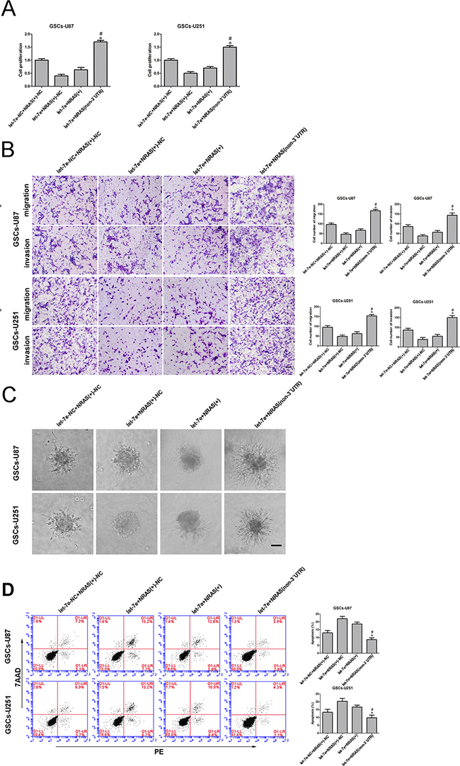Let-7e inhibited GSC malignant progression by binding to the NRAS 3&#x2032;-UTR.
