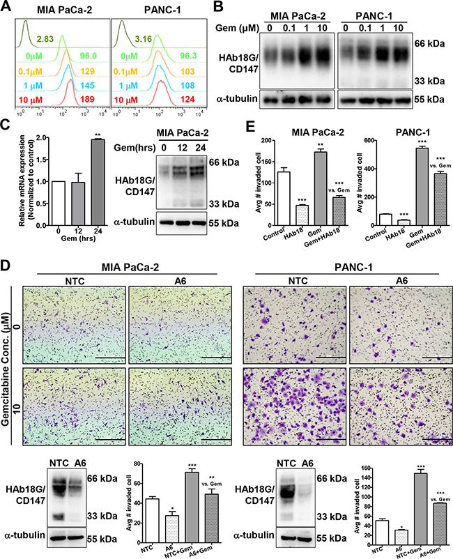 HAb18G/CD147 is required for gemcitabine-enhanced migration and invasion of pancreatic cancer cells.