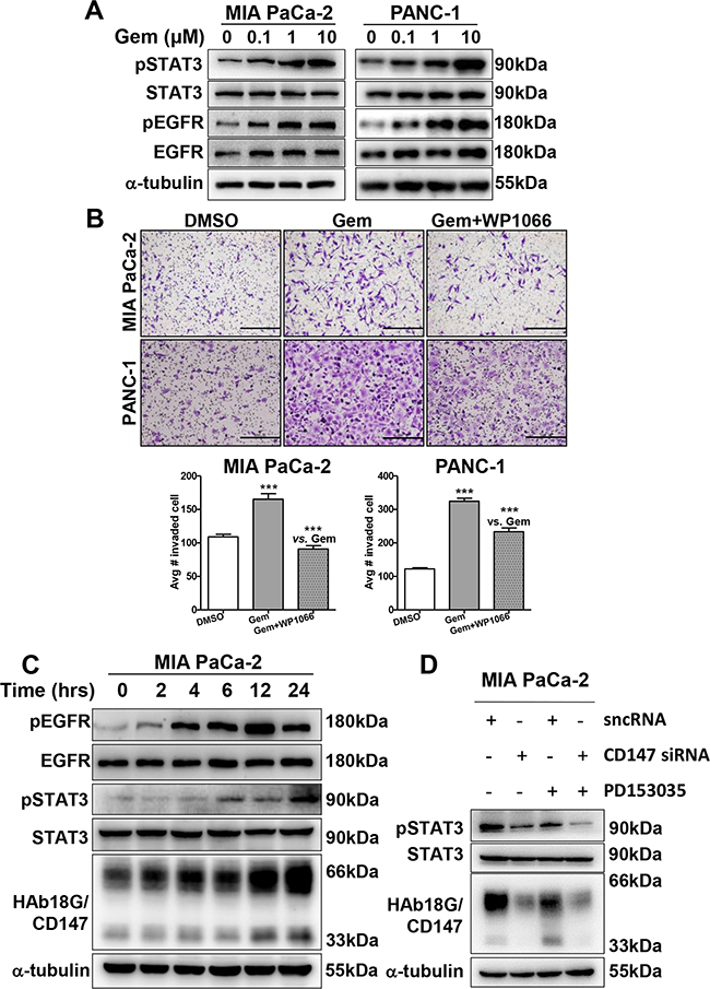 EGFR-STAT3 signaling is involved in gemcitabine-enhanced migration and invasion.