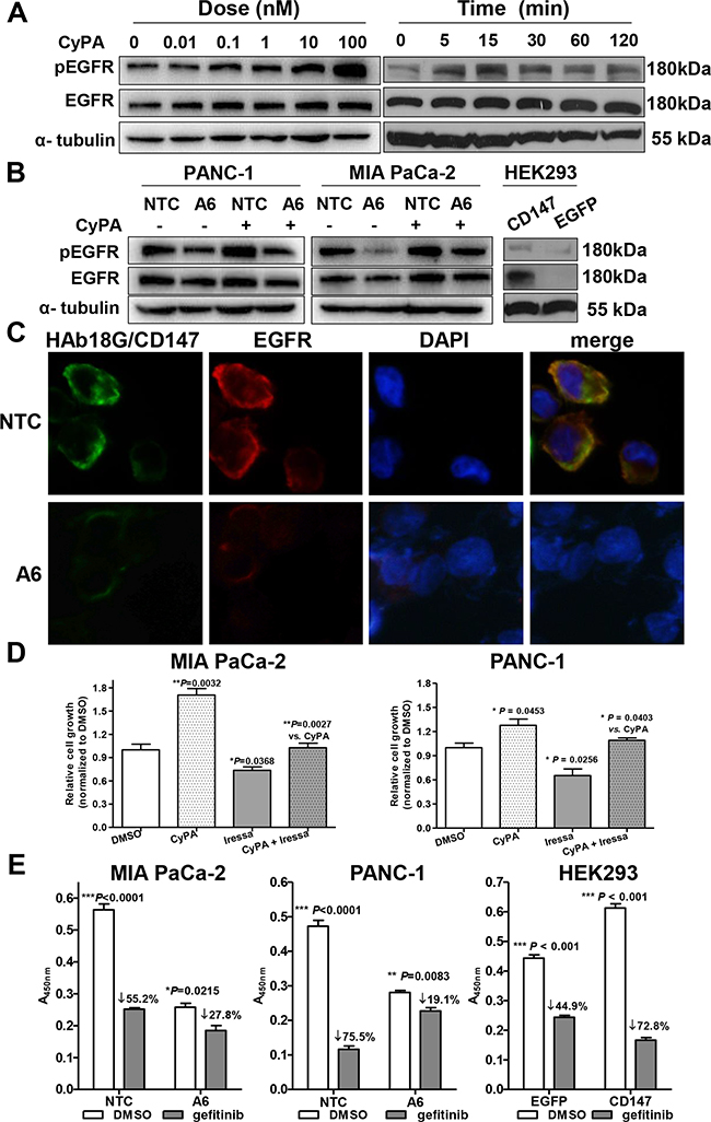 HAb18G/CD147 activates EGFR-pSTAT3 signaling in pancreatic cancer cells.