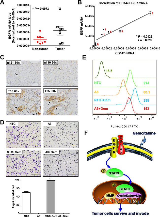 HAb18G/CD147 and EGFR are co-expressed in human pancreatic tumors.