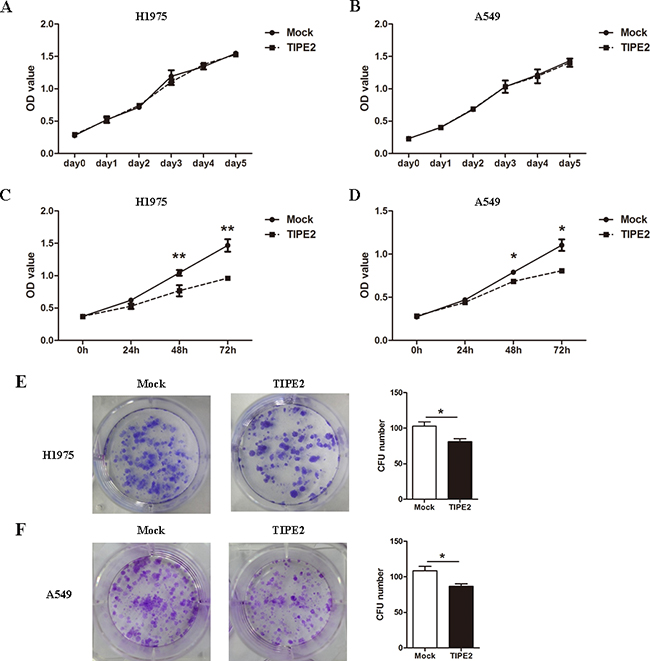 TIPE2 overexpression inhibited the colony formation but not the proliferation of NSCLC cells.