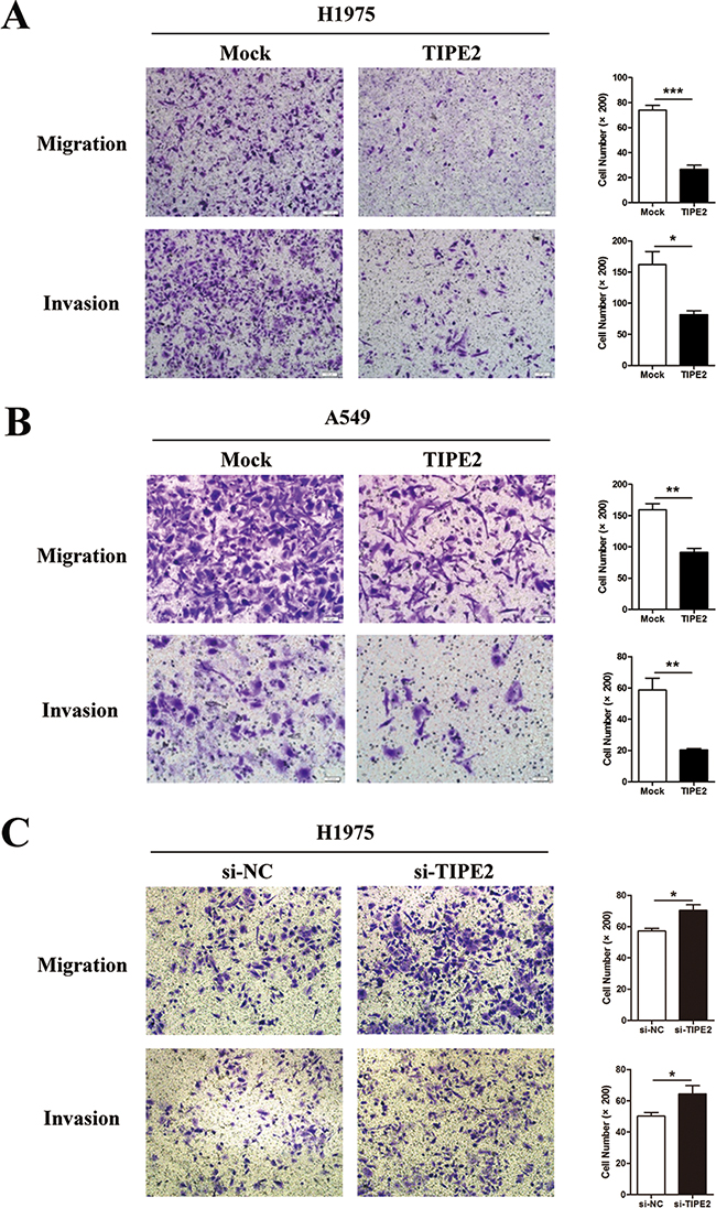TIPE2 overexpression dramatically suppressed the migration and invasion of NSCLC cells.