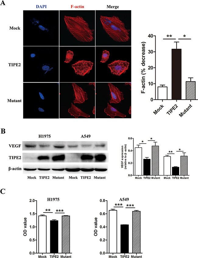 TIPE2 decreased F-actin polymerization, VEGF expression and VEGF-A secretion via inhibiting Rac1 pathway.